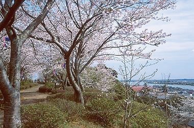 約250本の桜が咲き誇る<br />
水郷潮来 権現山公園桜まつり