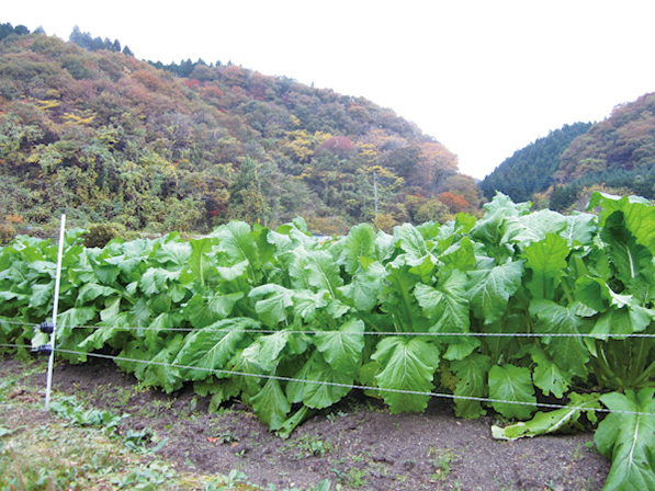 たかはら自然塾<br />
野沢菜を収穫して醤油漬け体験