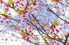桜が春の装いを感じさせます。