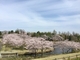 桜色の万博記念公園
