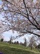 桜が咲いていました